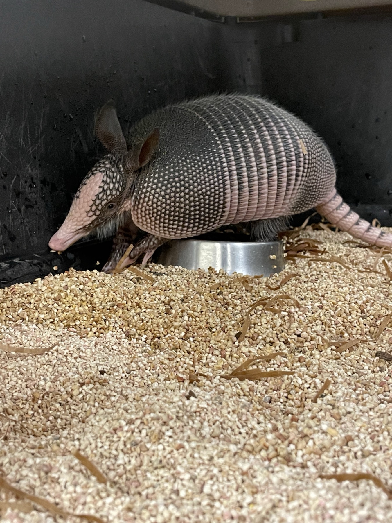 A nine-banded armadillo (Dasypus novemcinctus) in the Dietrich Lab research colony at Yale.